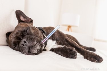How Long After Water Breaks Does a Dog Deliver? Key Signs and Timing