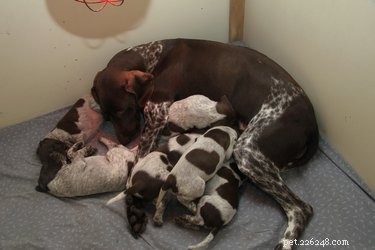 How Long After Water Breaks Does a Dog Deliver? Key Signs and Timing