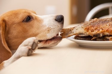 Can Dogs Safely Eat Cooked Shrimp? A Vet-Approved Guide