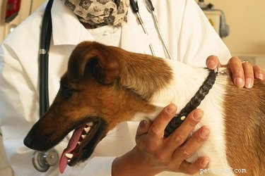 Canine Wasting Disease (Visceral Leishmaniasis): Symptoms, Transmission, and Prevention