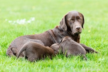 Understanding Canine Endometritis: Causes, Symptoms, and Treatment Options