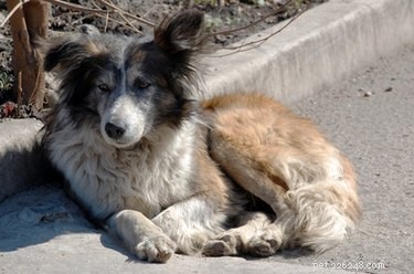 Effective Ways to Treat Your Dog’s Cold and Chills