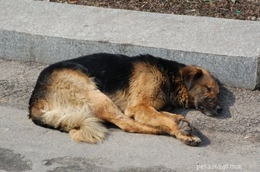 Effective Treatment Options for Dogs Ingesting Nandina Shrub