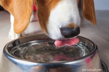 Create Safe Electrolyte Water for Your Dog at Home