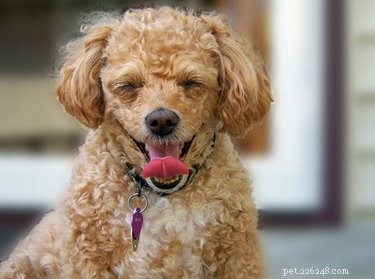 Why Does Your Dog Pant When It’s Not Hot? Understanding Unusual Panting