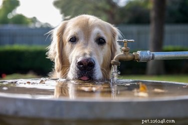 Why Does Your Dog Pant When It’s Not Hot? Understanding Unusual Panting