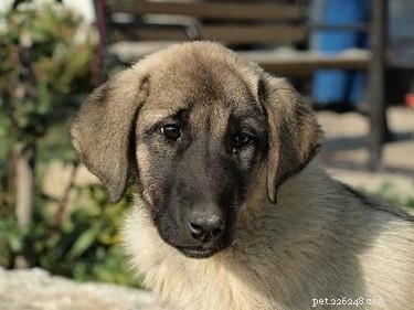 Why Does Your Dog Have High Urinary Ketones? Key Causes Explained