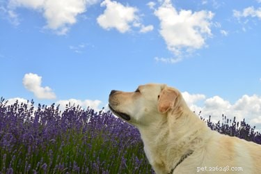 DIY Lavender Calming Spray for Dogs: Easy Steps to Reduce Anxiety