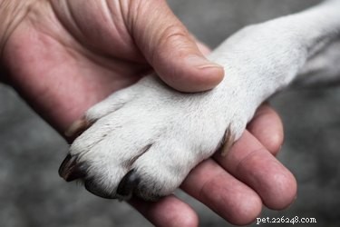 Veterinary-Approved Treatments for Foot Fungus & Yeast Infections in Dogs