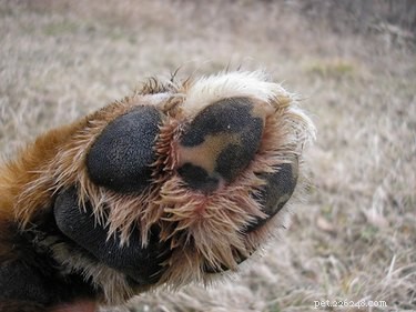 Understanding the Causes of Dog Abscesses: Prevention and Treatment