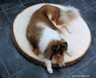 How to Safely Recover Your Dog From Dental Anesthesia