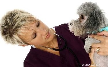 Proper Lactulose Use in Dogs: A Veterinarian’s Guide