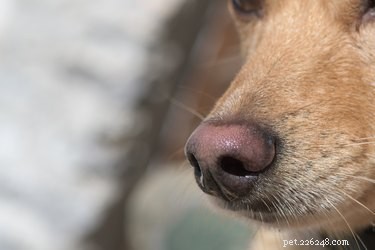 Essential Guide to Treating and Healing Nose Cuts on Your Dog