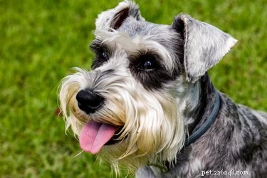 Maintaining a Schnauzer’s White Facial Fur: Tips & Care