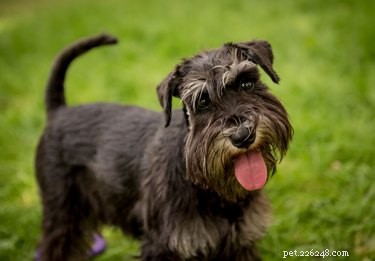 Maintaining a Schnauzer’s White Facial Fur: Tips & Care