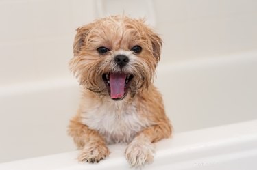 Shorkie Hairstyles: Expert Grooming Guide for Small Hybrid Dogs