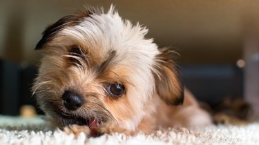 Shorkie Hairstyles: Expert Grooming Guide for Small Hybrid Dogs