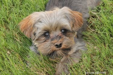 Yorkie Maltese Grooming & Hairstyle Guide