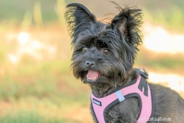 Yorkie Maltese Grooming & Hairstyle Guide