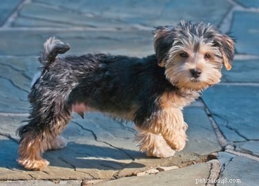 Yorkie Maltese Grooming & Hairstyle Guide
