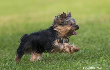 What Causes Your Yorkshire Terrier to Shake: Common Reasons & When to Seek Veterinary Care