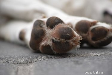 Keep Your Dog s Paws Soft: A Complete Guide to Moisturizing Dry Footpads