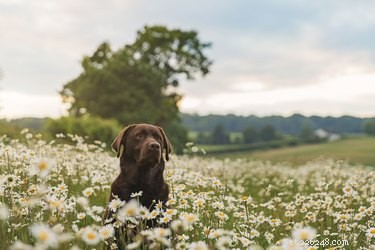 Expert Guide: Massaging Dogs with Weak Rear Legs for Comfort & Strength