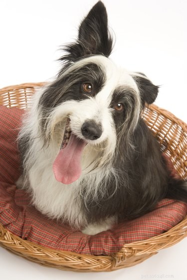 How to Clean Your Kong Chew‑Resistant Dog Bed for Long‑Lasting Comfort