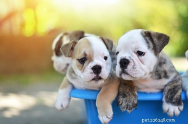 Effective Guide to Eradicating Dog Worms & Eggs Indoors and Outdoors