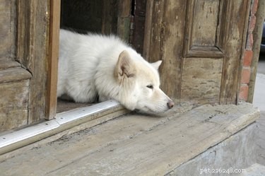 Understanding Why Dogs Tend to Run Away When They Are Near the End of Life