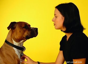 Is Bio-Oil Safe for Your Dog? Vet Guidance & Safety Tips