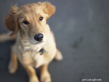 Are Cooking Oils Safe for Your Dog? Expert Guidance on What to Feed Your Pet