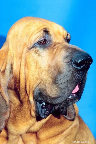 Understanding Sagging Skin in Dogs: Causes, Care, and Health Implications