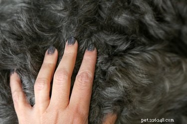 Bleeding Red Bump in Dogs: Causes, Risks, and When to Call the Vet