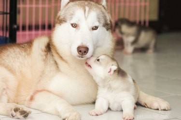 Understanding a Male Dog’s Behavior Toward Newborn Puppies