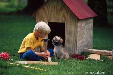 Recognizing a Blocked Bowel in Dogs: Key Symptoms and Urgent Care
