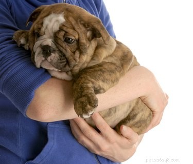 Signs of a Brain Hemorrhage in Dogs: What to Watch For