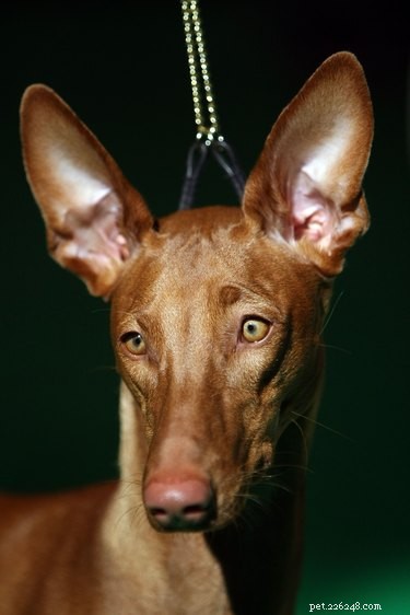 Understanding Black Spots on Your Dog’s Nose and Eyelids: Causes and Care