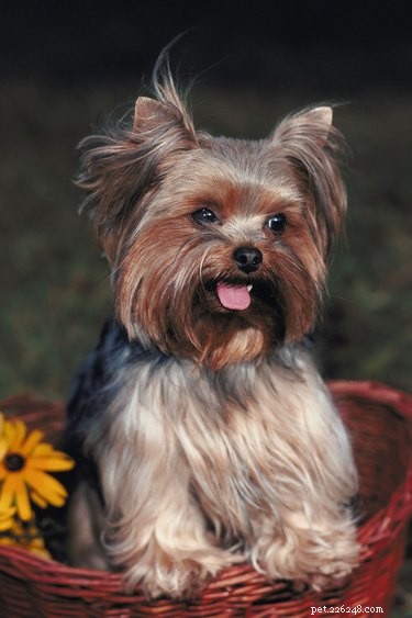 Optimal Feeding Guidelines for Shorkie Puppies