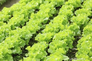 Can Dogs Safely Consume Lettuce? Vet-Approved Tips