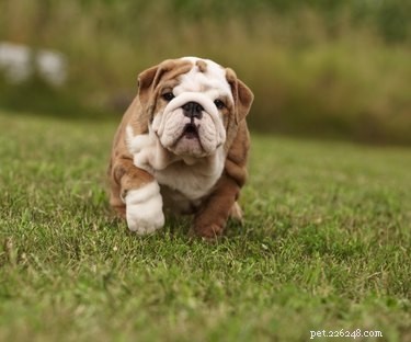 Boost Your Bulldog’s Muscle: Safe Diet & Exercise Tips