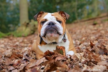 Boost Your Bulldog’s Muscle: Safe Diet & Exercise Tips