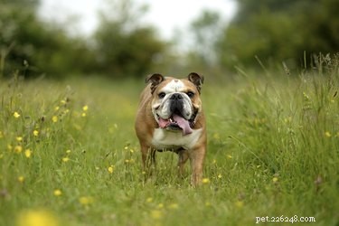 Boost Your Bulldog’s Muscle: Safe Diet & Exercise Tips
