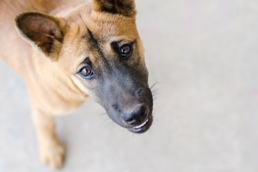 How to Safely Remove a Stuck Object from Your Dog’s Throat