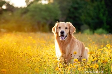 Effective Natural Laxatives for Dogs: Gentle, Safe Relief