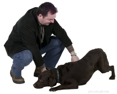 Effective Oatmeal Bath: Soothing Irritated Skin on Dogs