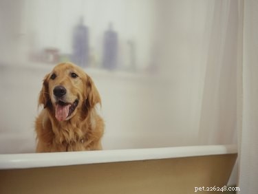 Effective Oatmeal Bath: Soothing Irritated Skin on Dogs
