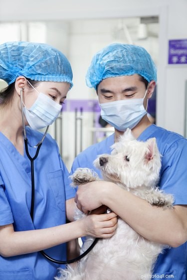 Panalog Ointment for Dogs: Uses, Benefits, and How It Helps Ear Infections