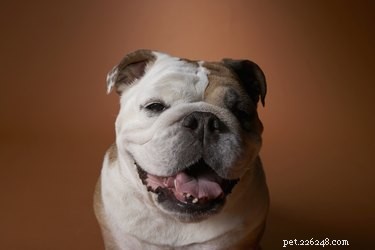 Understanding Why Your English Bulldog Keeps Licking Everything
