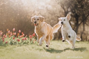 Managing the Copulatory Tie: How to Safely Release Stuck Dogs